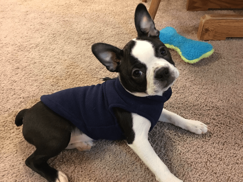 french bulldog with top