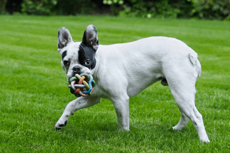 french bulldog with toy
