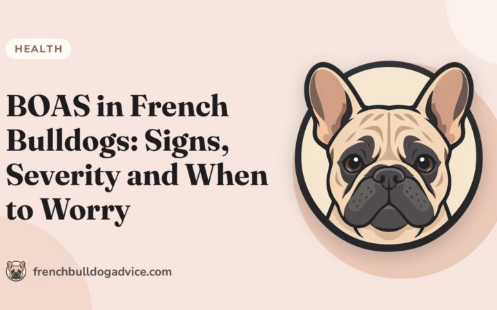 BOAS in French Bulldogs: Signs, Severity and When to Worry - French Bulldog Advice