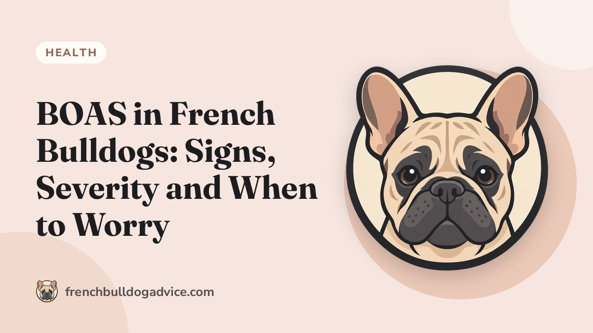 BOAS in French Bulldogs: Signs, Severity and When to Worry - French Bulldog Advice