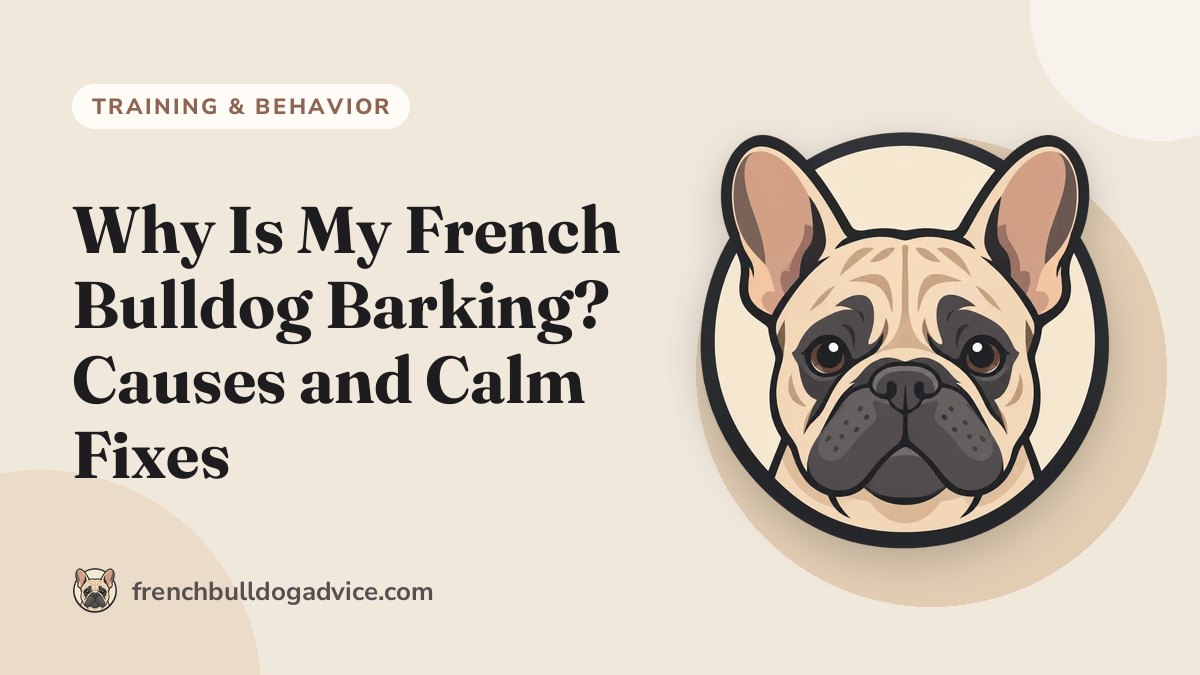 Why Is My French Bulldog Barking? Causes and Calm Fixes - French Bulldog Advice