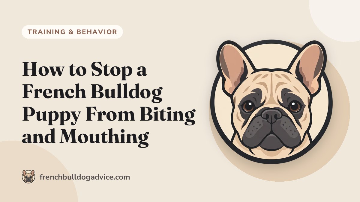 How to Stop a French Bulldog Puppy From Biting and Mouthing - French Bulldog Advice