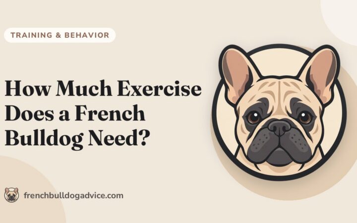 How Much Exercise Does a French Bulldog Need? - French Bulldog Advice