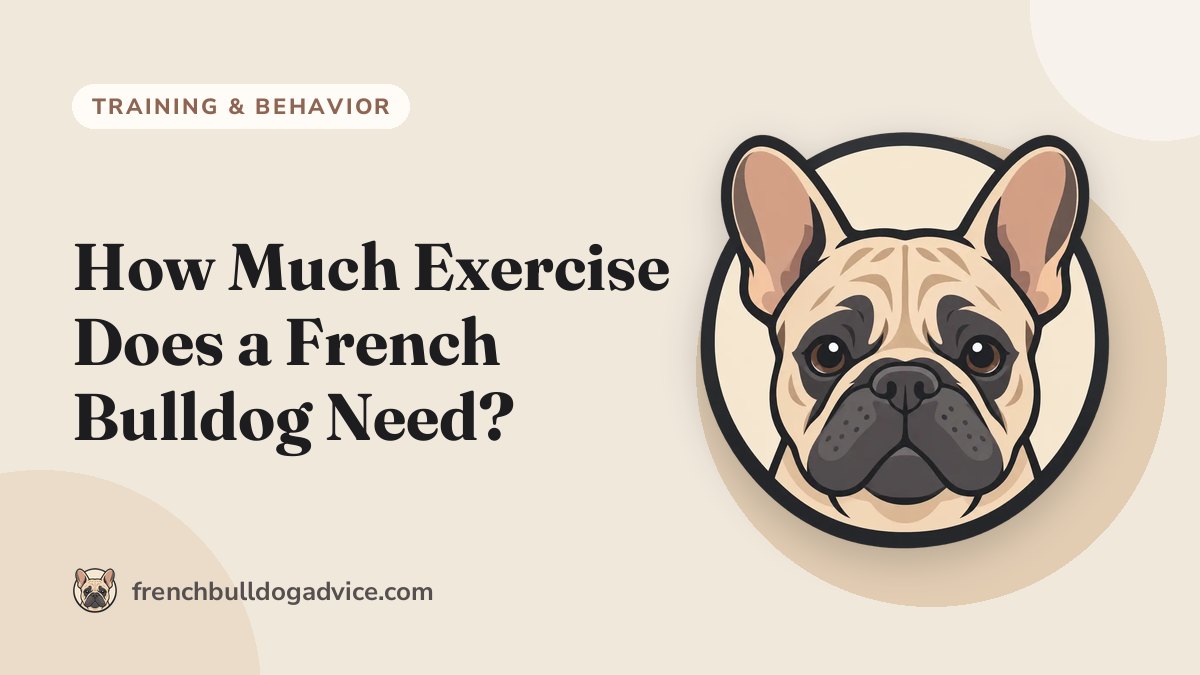 How Much Exercise Does a French Bulldog Need? - French Bulldog Advice