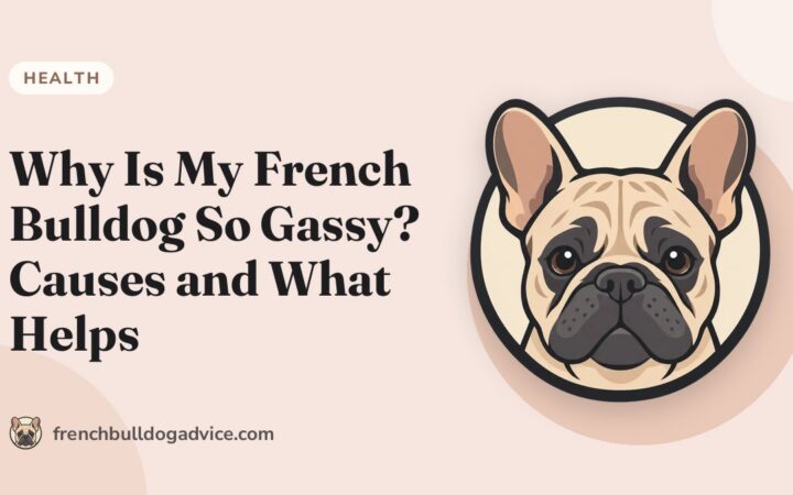 Why Is My French Bulldog So Gassy? Causes and What Helps - French Bulldog Advice