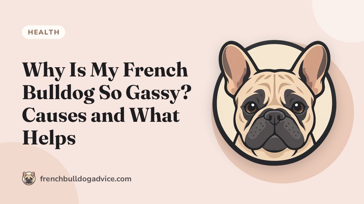 Why Is My French Bulldog So Gassy? Causes and What Helps - French Bulldog Advice
