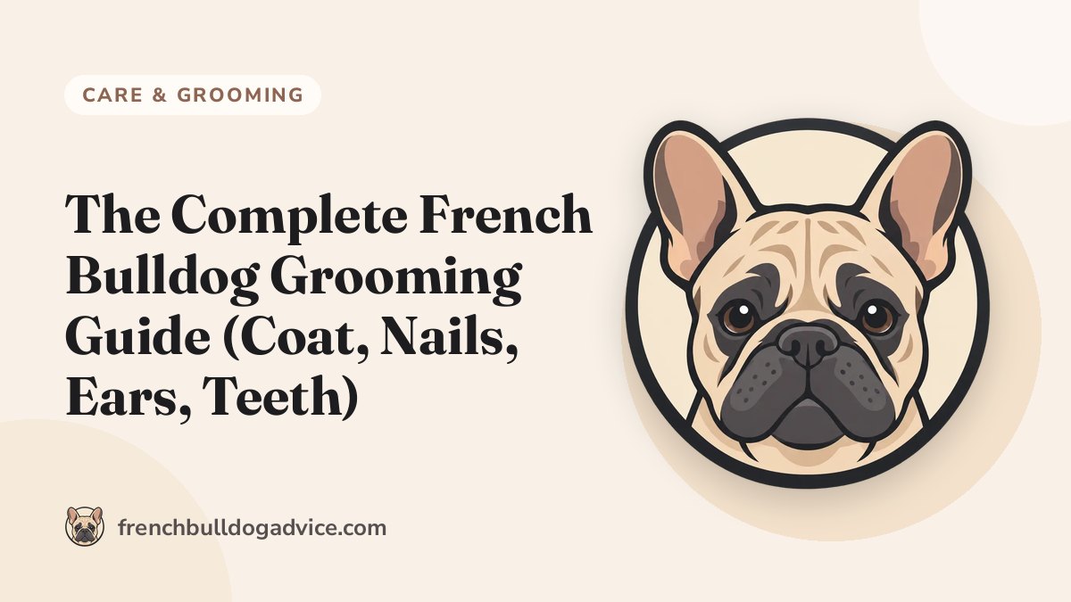 The Complete French Bulldog Grooming Guide (Coat, Nails, Ears, Teeth) - French Bulldog Advice