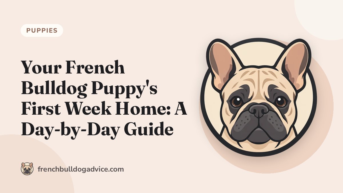 Your French Bulldog Puppy's First Week Home: A Day-by-Day Guide - French Bulldog Advice