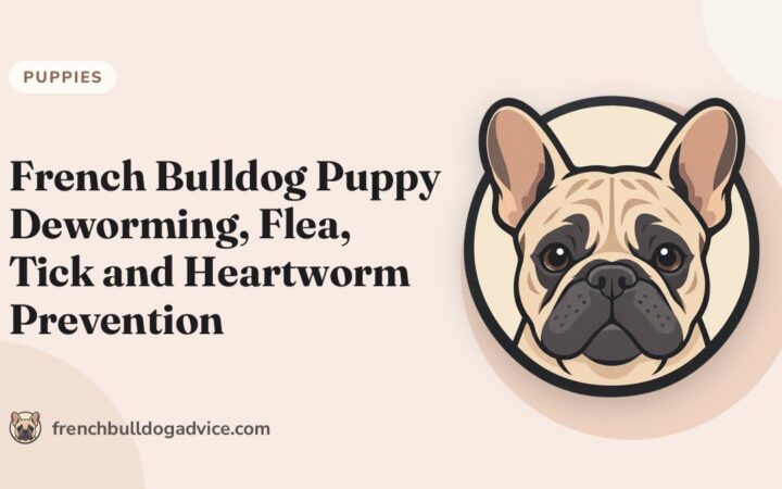 French Bulldog Puppy Deworming, Flea, Tick and Heartworm Prevention - French Bulldog Advice