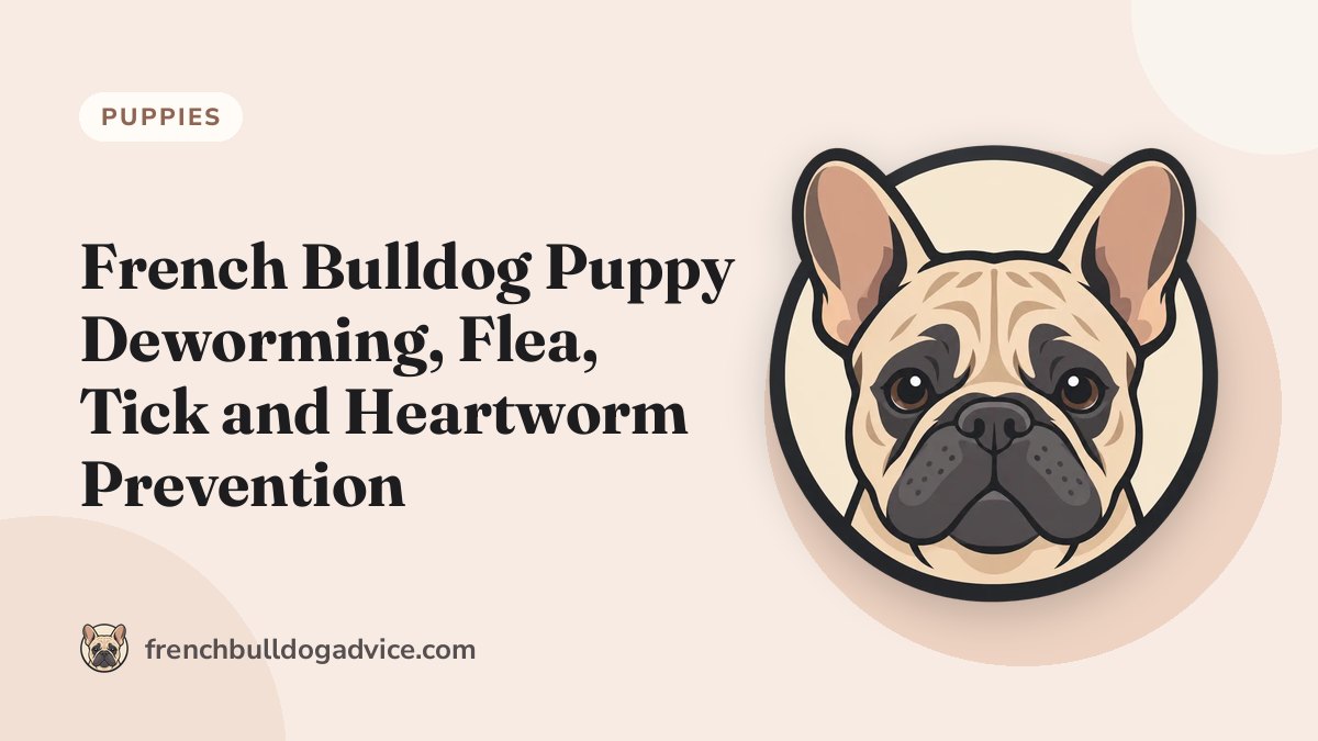French Bulldog Puppy Deworming, Flea, Tick and Heartworm Prevention - French Bulldog Advice