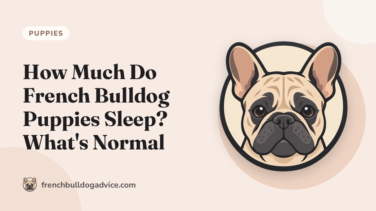 How Much Do French Bulldog Puppies Sleep? What's Normal - French Bulldog Advice