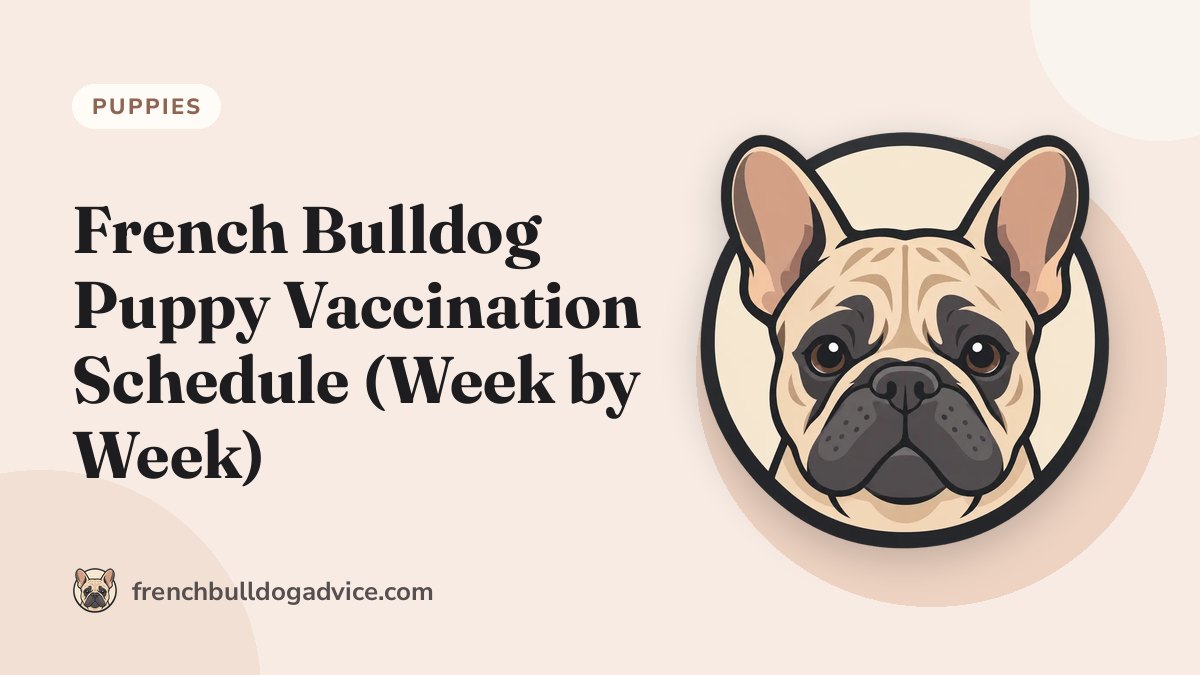 French Bulldog Puppy Vaccination Schedule (Week by Week) - French Bulldog Advice