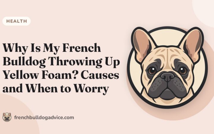 Why Is My French Bulldog Throwing Up Yellow Foam? Causes and When to Worry - French Bulldog Advice