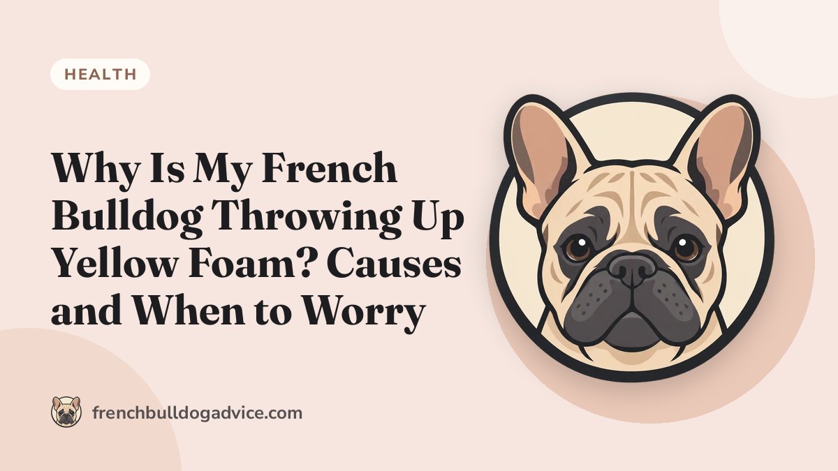 Why Is My French Bulldog Throwing Up Yellow Foam? Causes and When to Worry - French Bulldog Advice