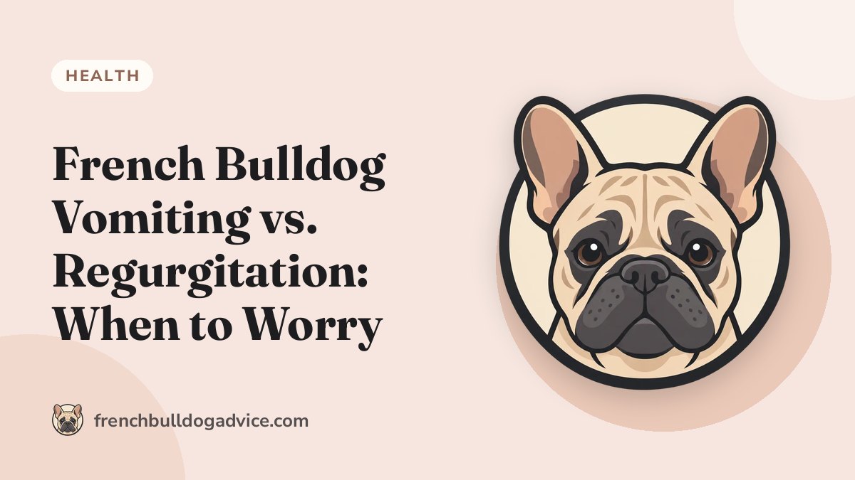 French Bulldog Vomiting vs. Regurgitation: When to Worry - French Bulldog Advice