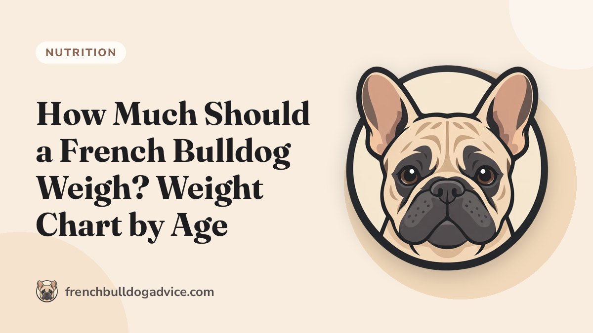 How Much Should a French Bulldog Weigh? Weight Chart by Age - French Bulldog Advice