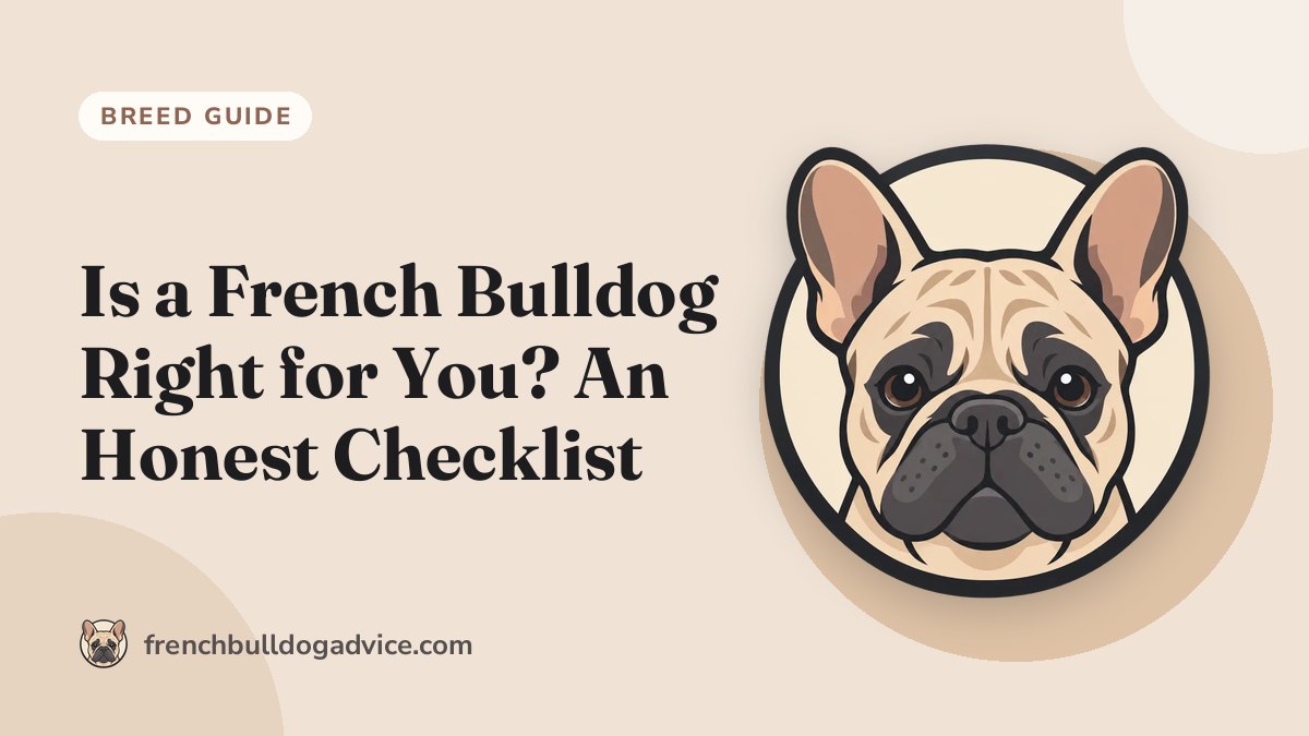 Is a French Bulldog Right for You? An Honest Checklist - French Bulldog Advice