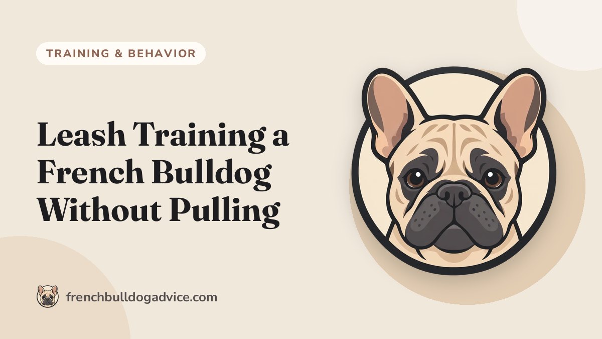Leash Training a French Bulldog Without Pulling - French Bulldog Advice