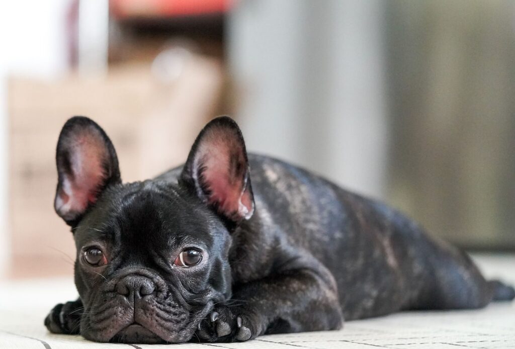 Brindle French Bulldog lying flat on a light floor