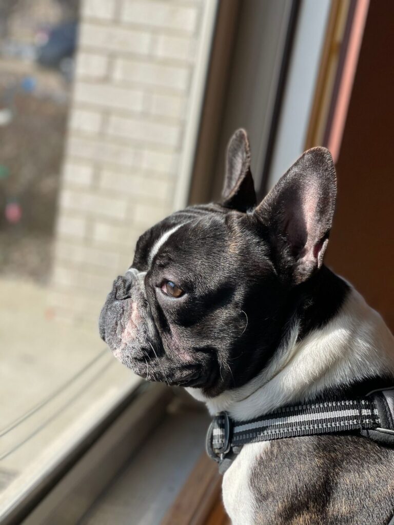 Black and white French Bulldog in a harness looking out of a window