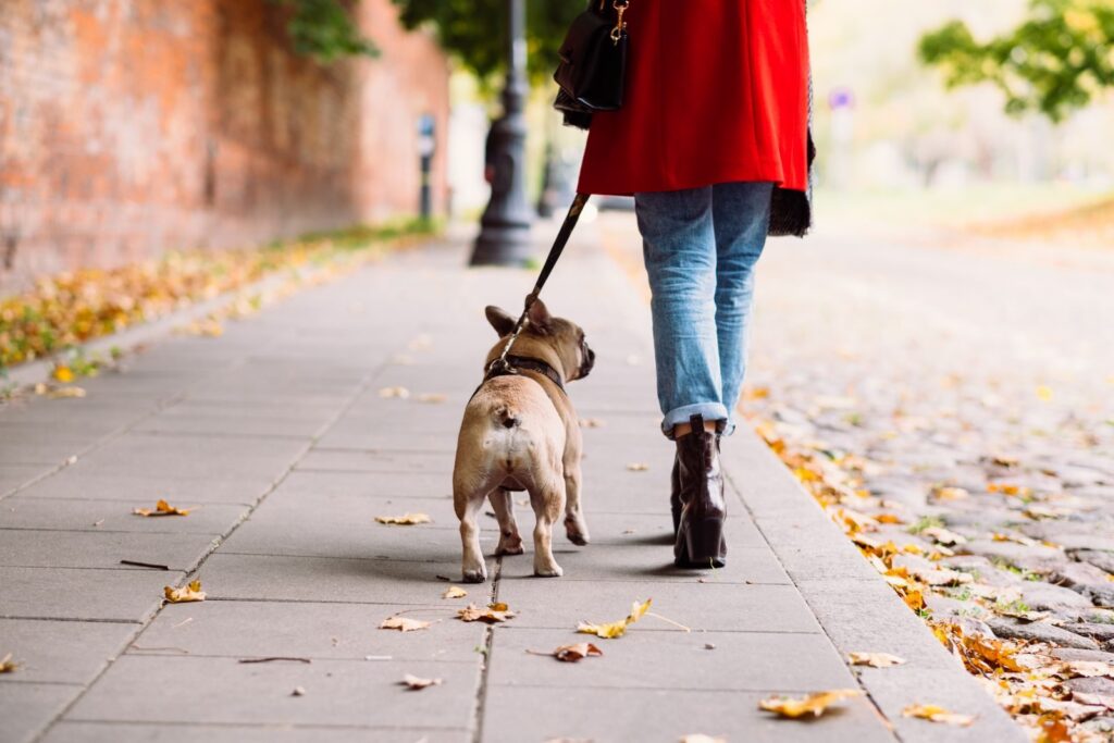French Bulldog walking on a leash beside its owner on a leaf-covered sidewalk