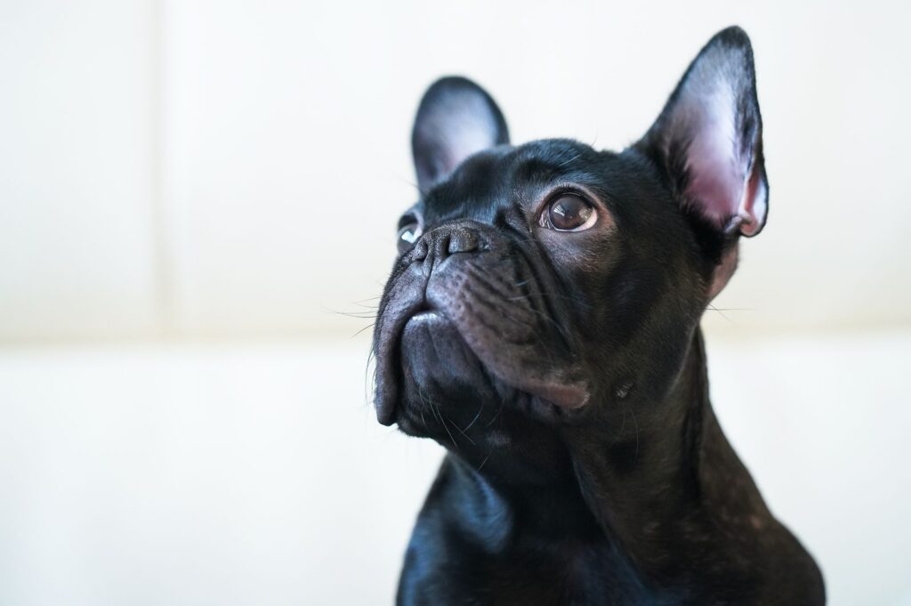 Black French Bulldog with upright bat ears and a short, flat muzzle looking upward against a white background
