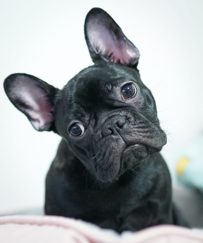Black French Bulldog tilting its head, showing the pink inner surface of its large upright bat ears