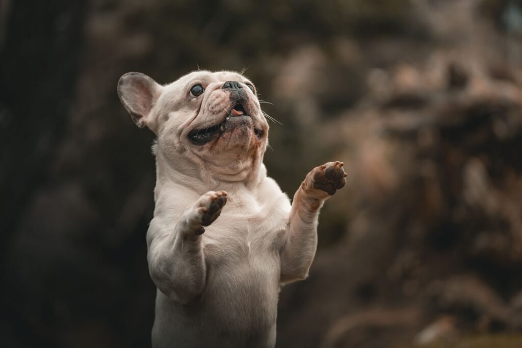 Cream French Bulldog standing on its hind legs with its mouth open