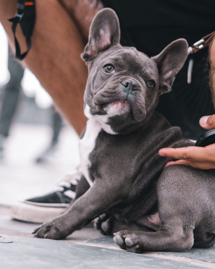 Blue French Bulldog puppy sitting beside its owner outdoors