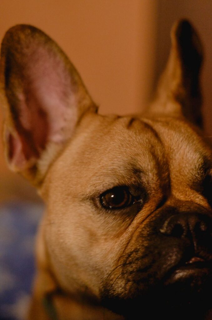 Close-up of a fawn French Bulldog's face and large eye
