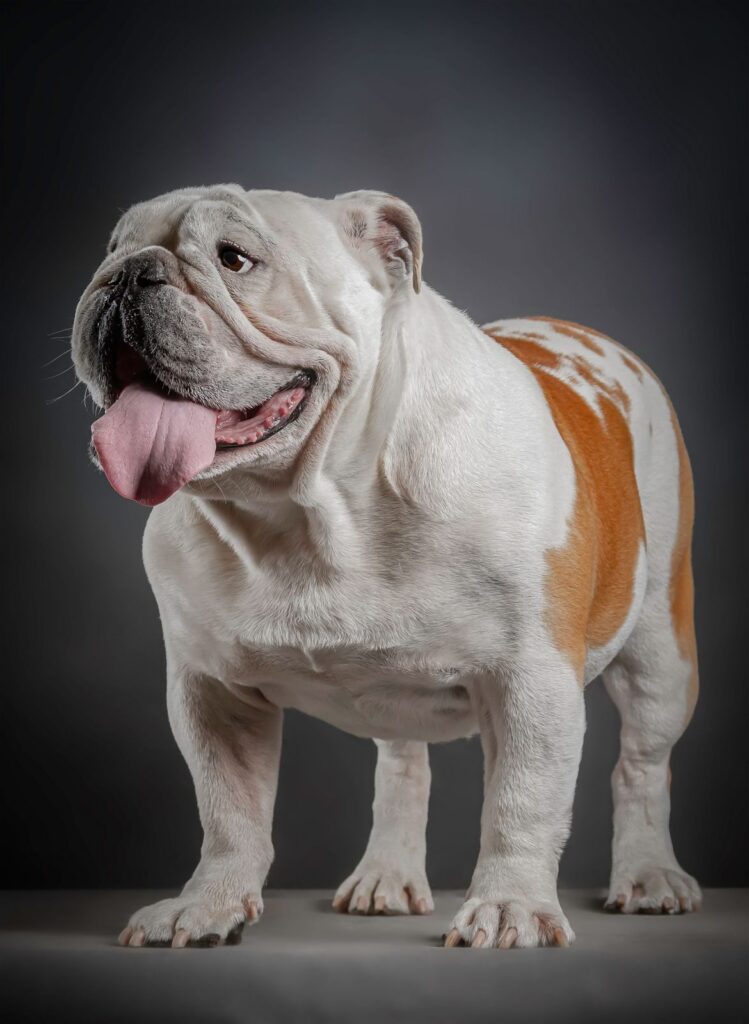 English Bulldog standing against a dark gray studio background