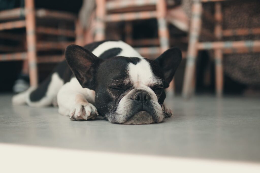 Black and white pied French Bulldog resting with eyes half closed on a gray floor beside wooden chairs