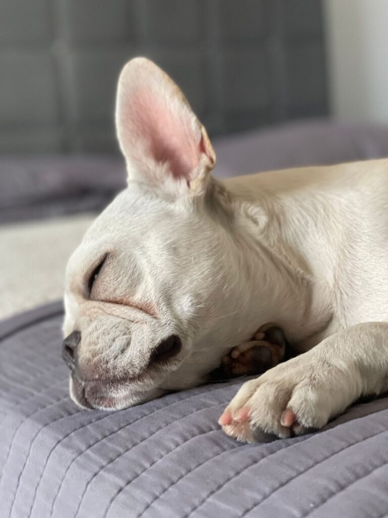 Cream French Bulldog sleeping on a grey quilted blanket