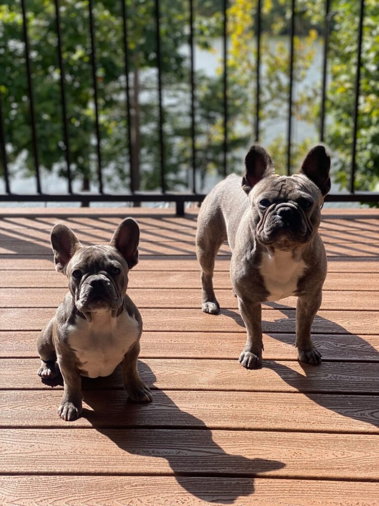 Two French Bulldogs standing on a sunny wooden deck