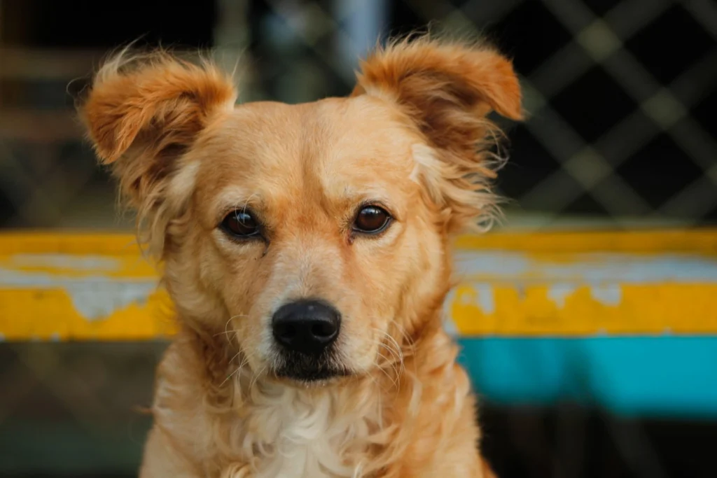 Fawn mixed-breed dog with floppy ears looking at the camera