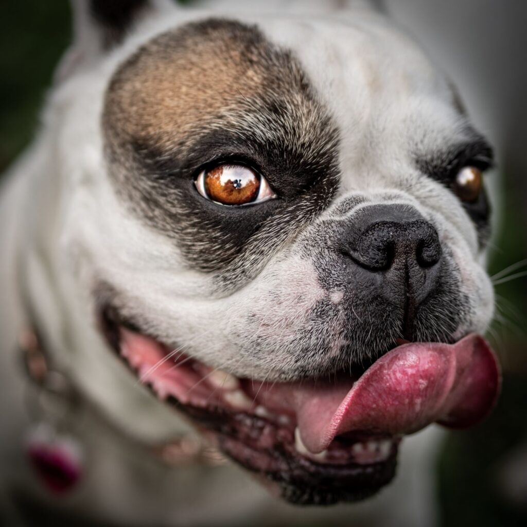 Close-up of a white and brown French Bulldog with large, prominent eyes