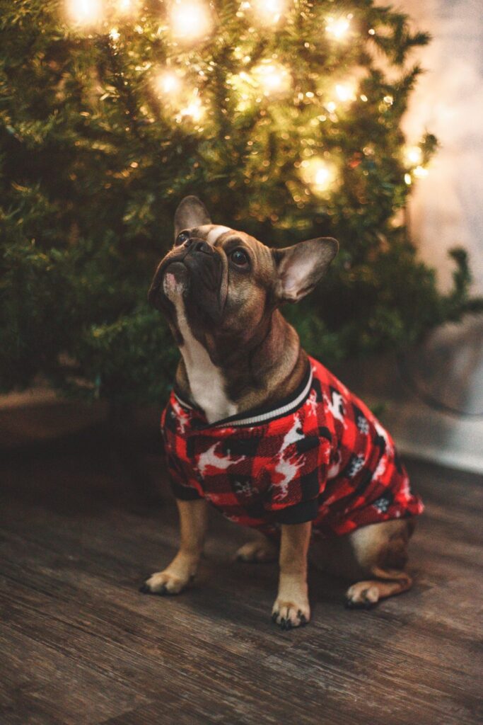Fawn French Bulldog in a red plaid sweater sitting under a Christmas tree