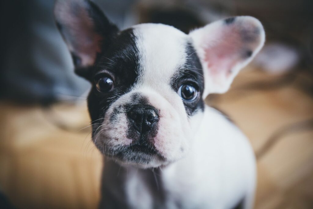 Close-up of a black and white pied French Bulldog puppy with large upright ears looking at the camera indoors