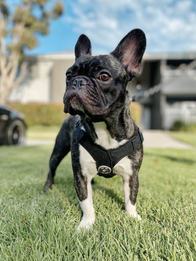 Black brindle French Bulldog standing on grass wearing a chest harness