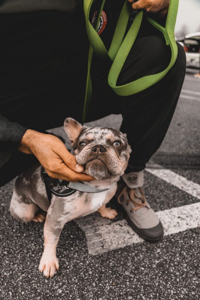 Merle French Bulldog sitting calmly while a person's hand gently cups its chin on a street