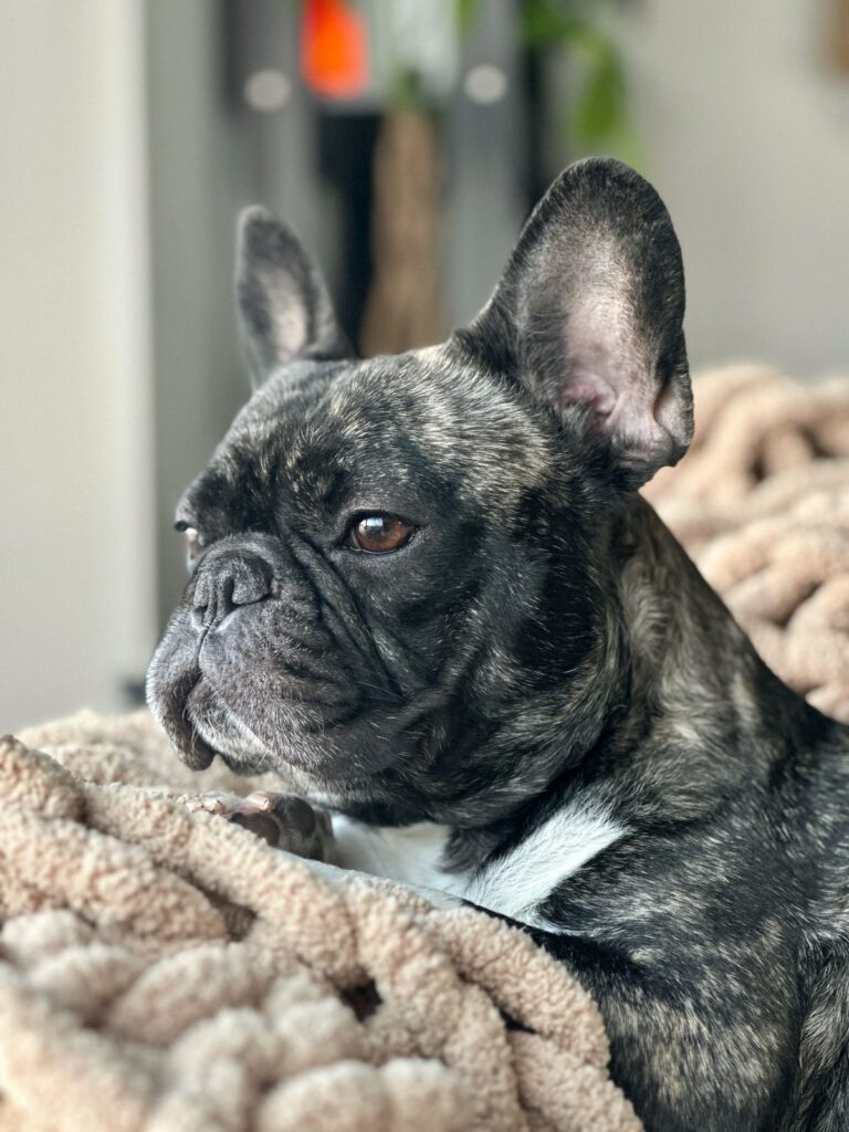 Brindle French Bulldog with a white chest relaxing on a chunky knit blanket, facial folds visible in profile