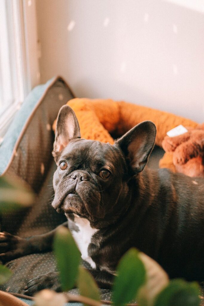 Black French Bulldog lying calmly in a dog bed
