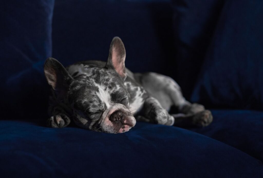 Gray merle French Bulldog resting on a dark blue sofa