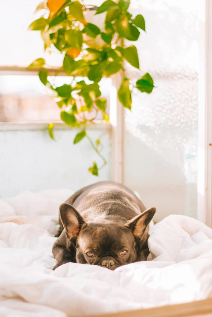 Gray French Bulldog lying on a white duvet by a window
