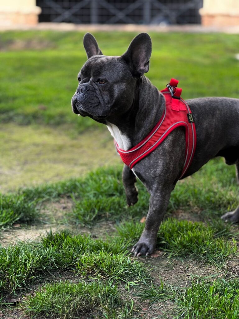 Gray French Bulldog wearing a red harness standing on grass