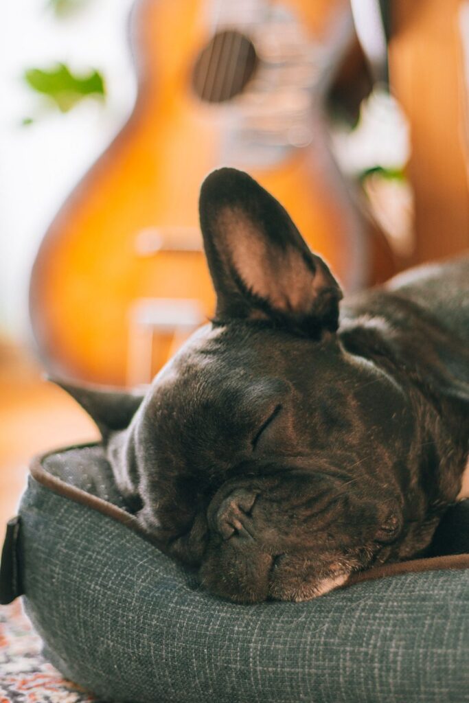 Black French Bulldog asleep with its head resting on the edge of a grey dog bed