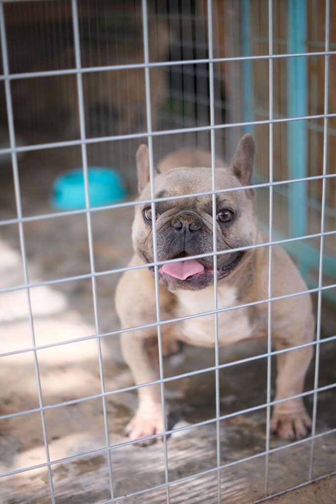 Fawn French Bulldog standing behind the wire mesh of an open-sided enclosure, with a blue water bowl behind