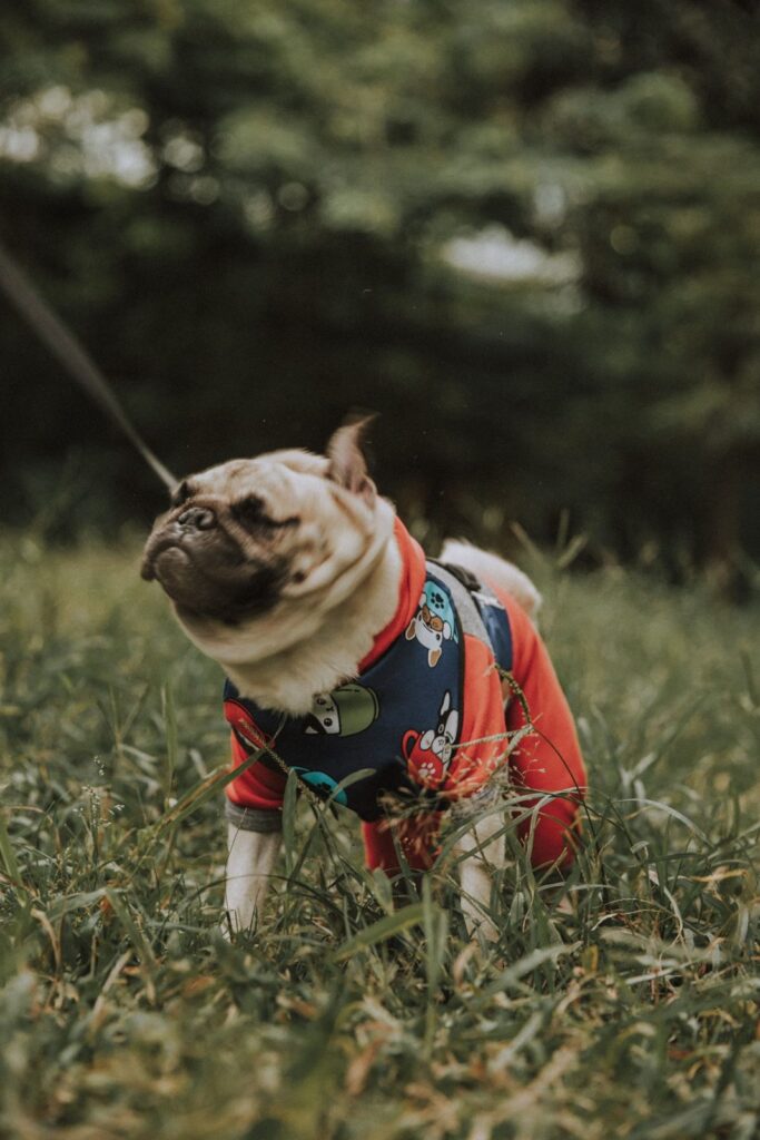 French Bulldog in a harness walking on dry grass