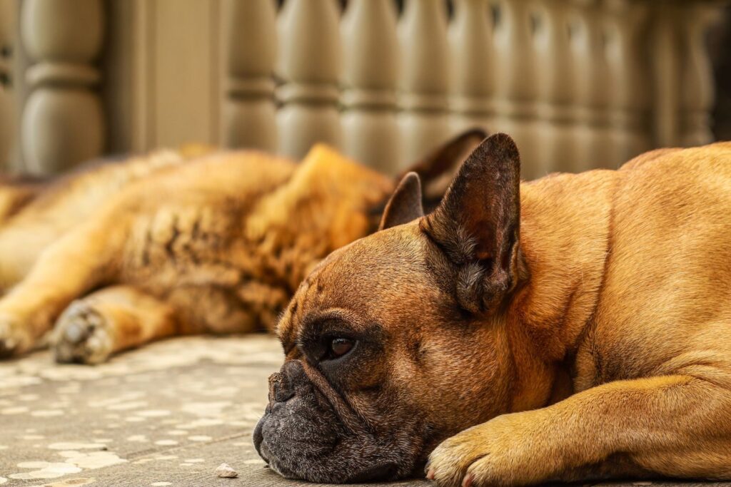 Fawn French Bulldog lying on the floor with its head down