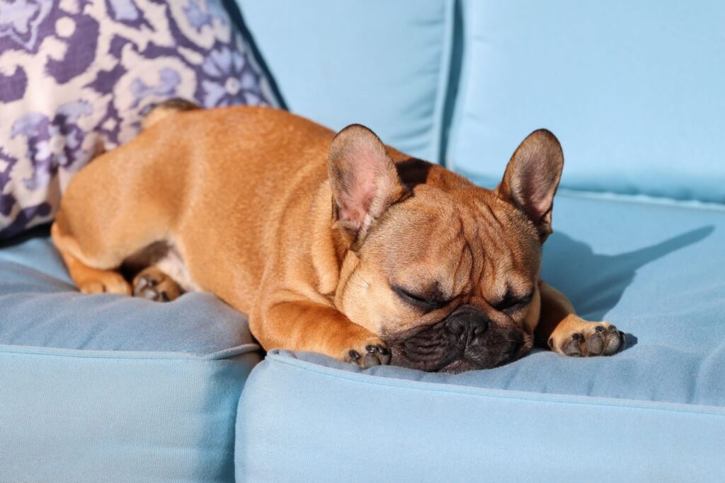 Fawn French Bulldog resting with eyes closed on a light blue sofa cushion